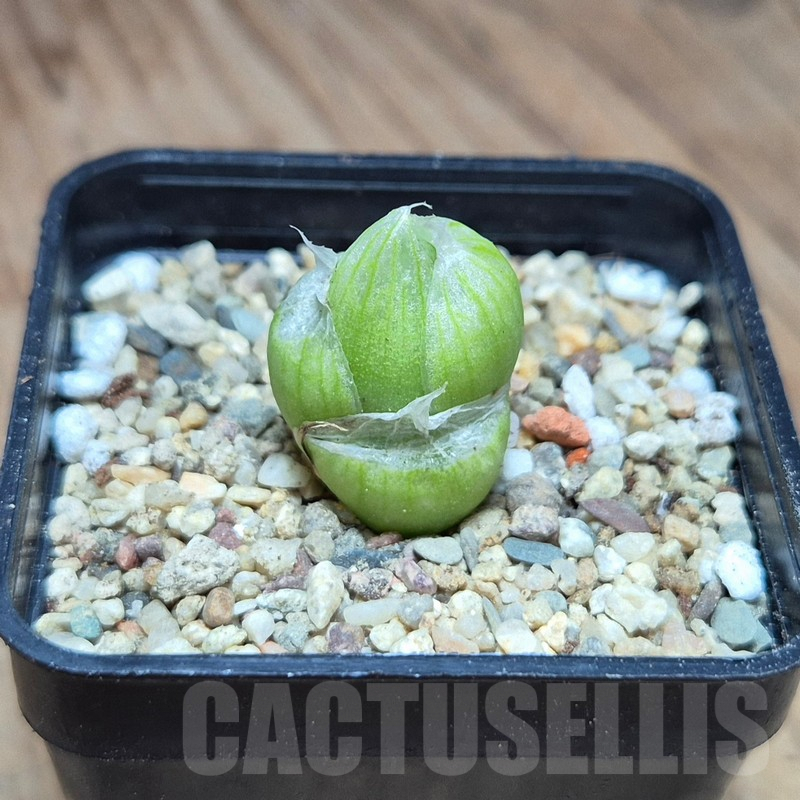 VVG39565 Haworthia lockwoodii seedling