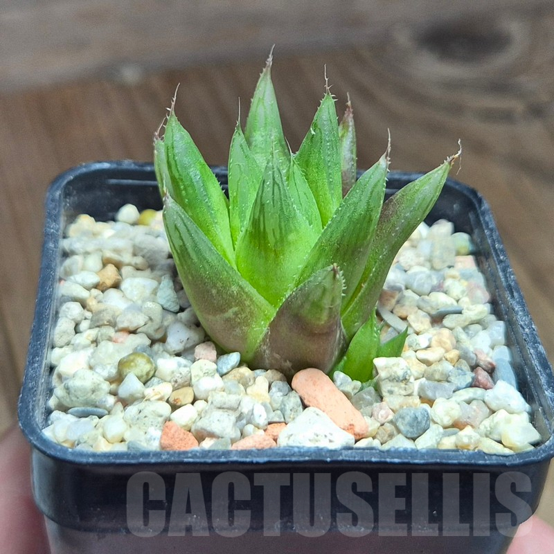 VVG39567 Haworthia cooperi var. leightonii -Kaisers Beach- - Image 2