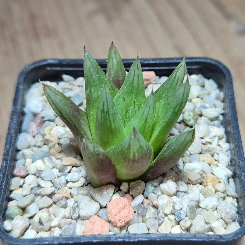 VVG39567 Haworthia cooperi var. leightonii -Kaisers Beach- - Image 3
