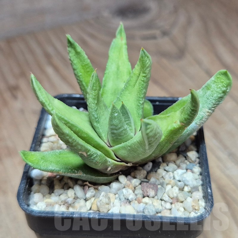 VVG39570 Haworthia scabra v. morisae -Koos Raubenheimer Dam- - Image 2