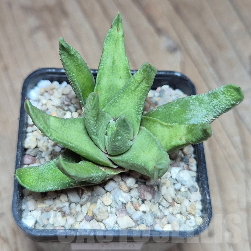 VVG39570 Haworthia scabra v. morisae -Koos Raubenheimer Dam- - Image 3