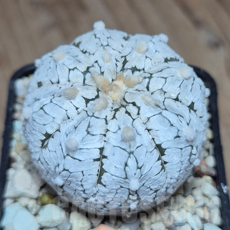 SHPR39581 Astrophytum asterias 'Super Kabuto, Snow'