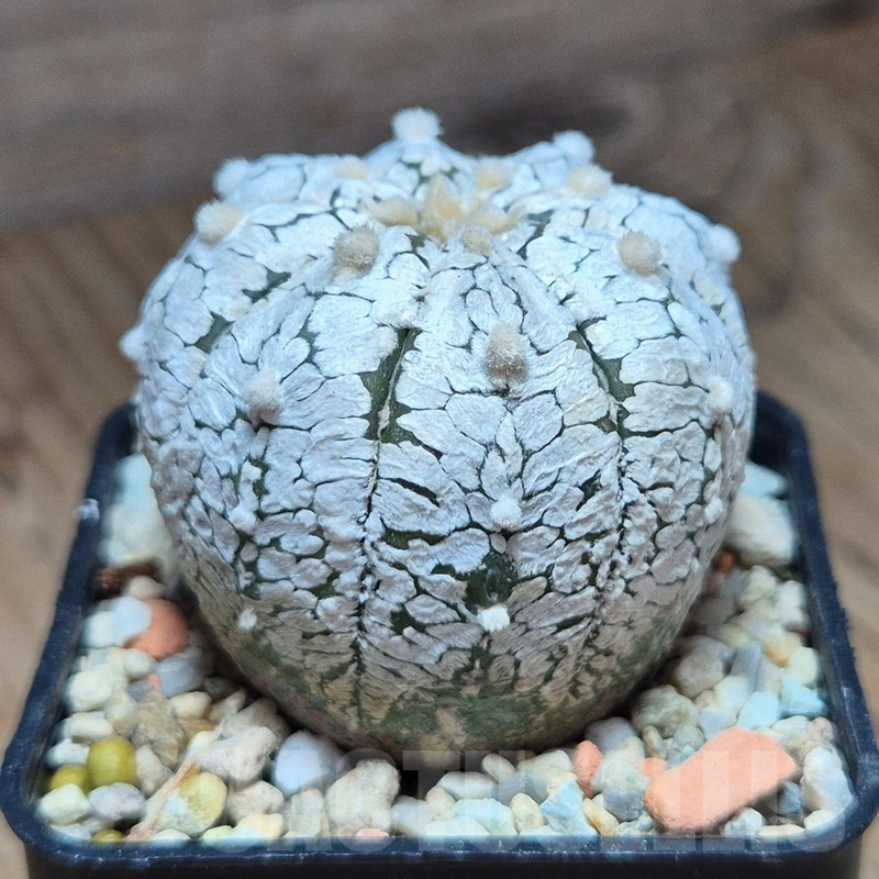 SHPR39581 Astrophytum asterias 'Super Kabuto, Snow' - Image 2