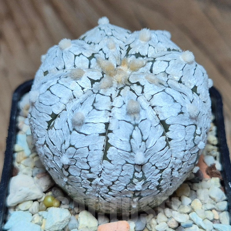 SHPR39581 Astrophytum asterias 'Super Kabuto, Snow' - Image 3