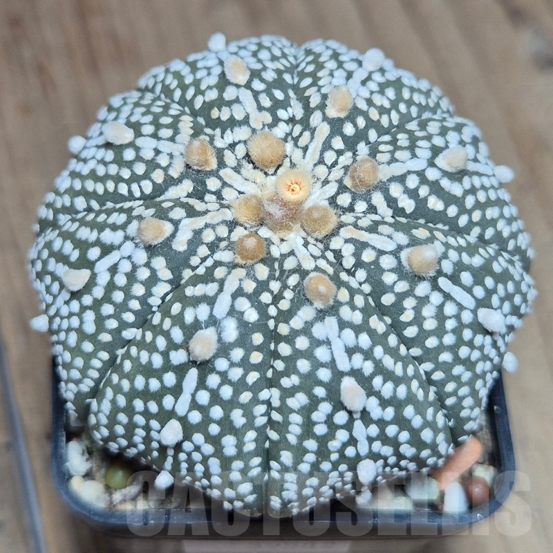 VVG39582 Astrophytum asterias ‘Super Kabuto’ hybrid