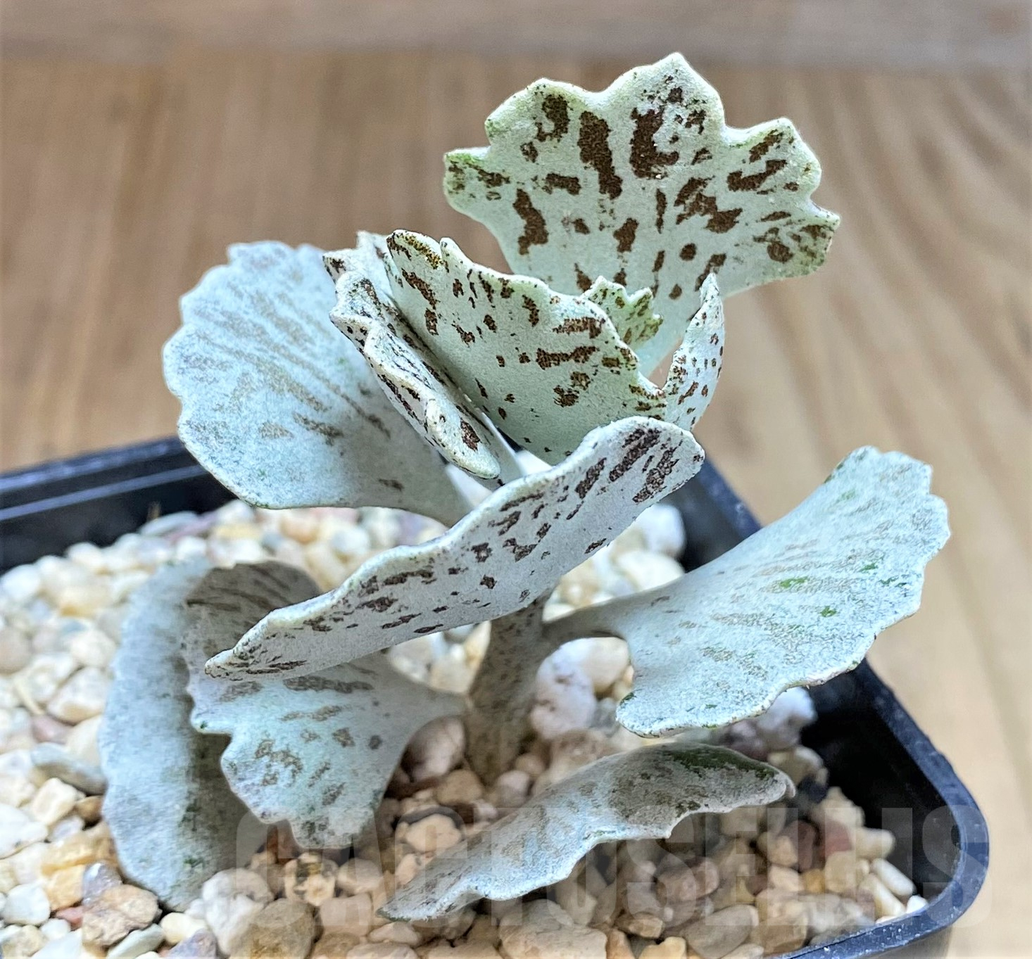 SHPR39640 Kalanchoe rhombopilosa