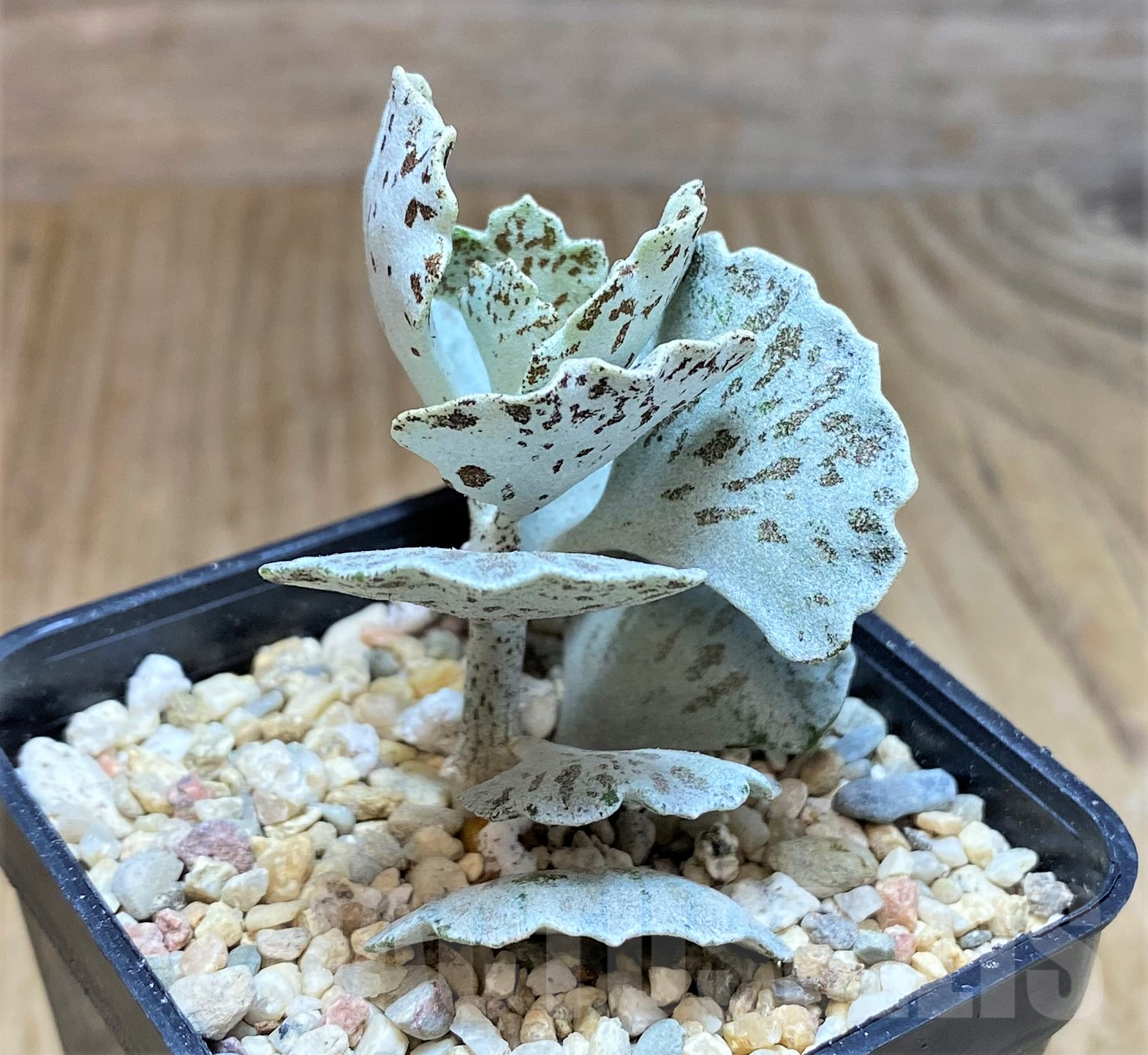 SHPR39640 Kalanchoe rhombopilosa - Image 2