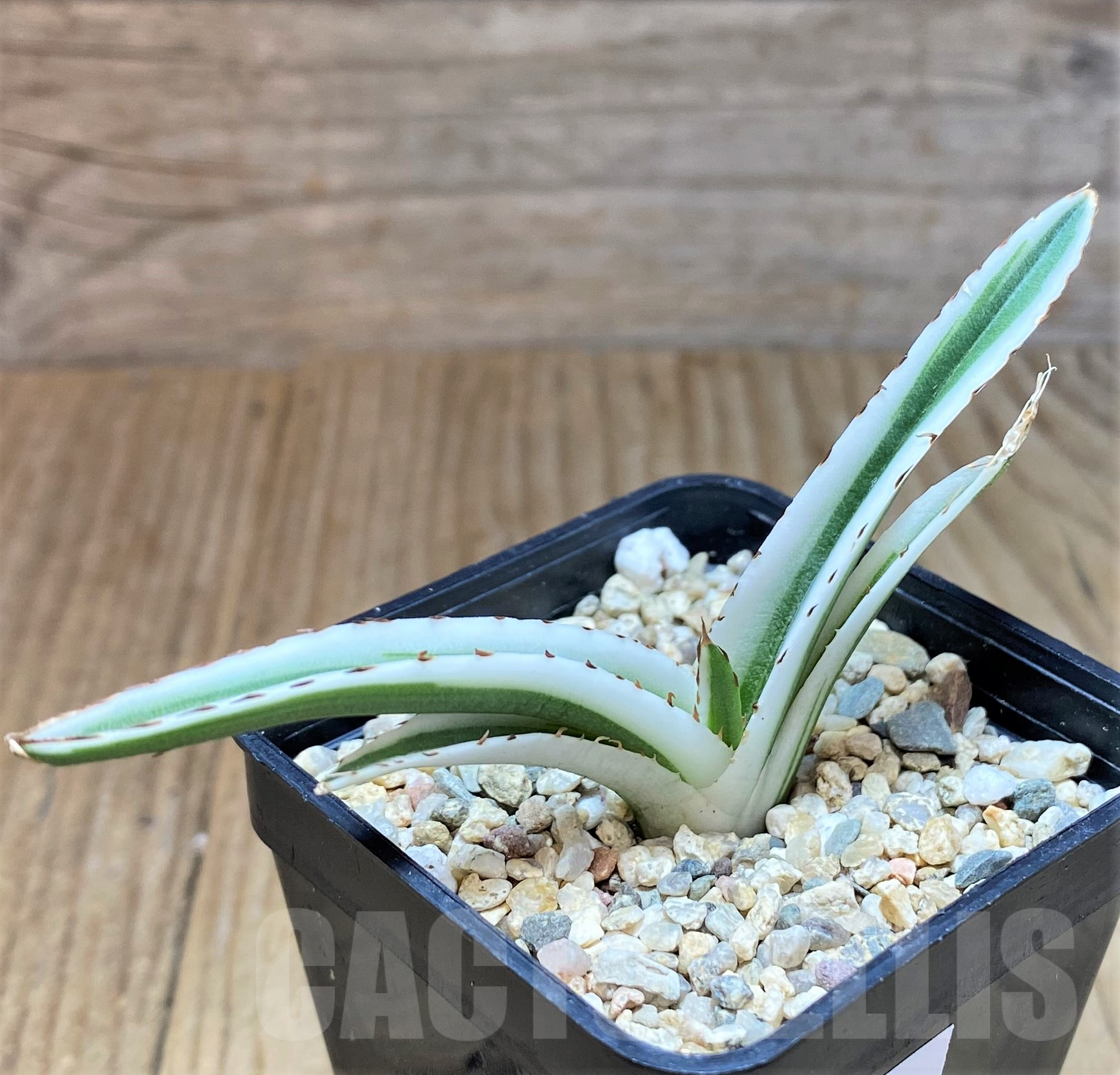 SHPR39641 Agave victoriae-reginae ‘White Rhino’ - Image 2