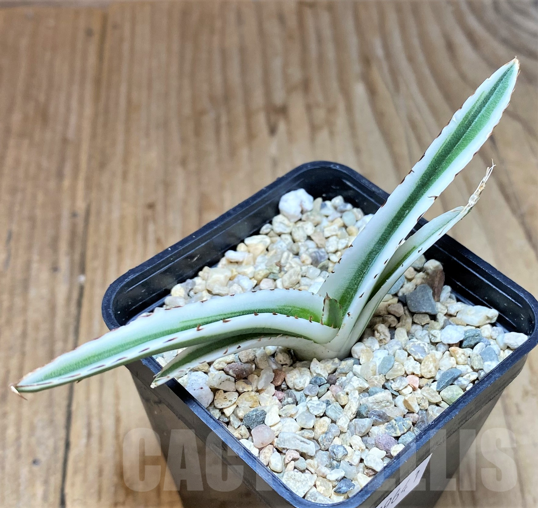 SHPR39641 Agave victoriae-reginae ‘White Rhino’