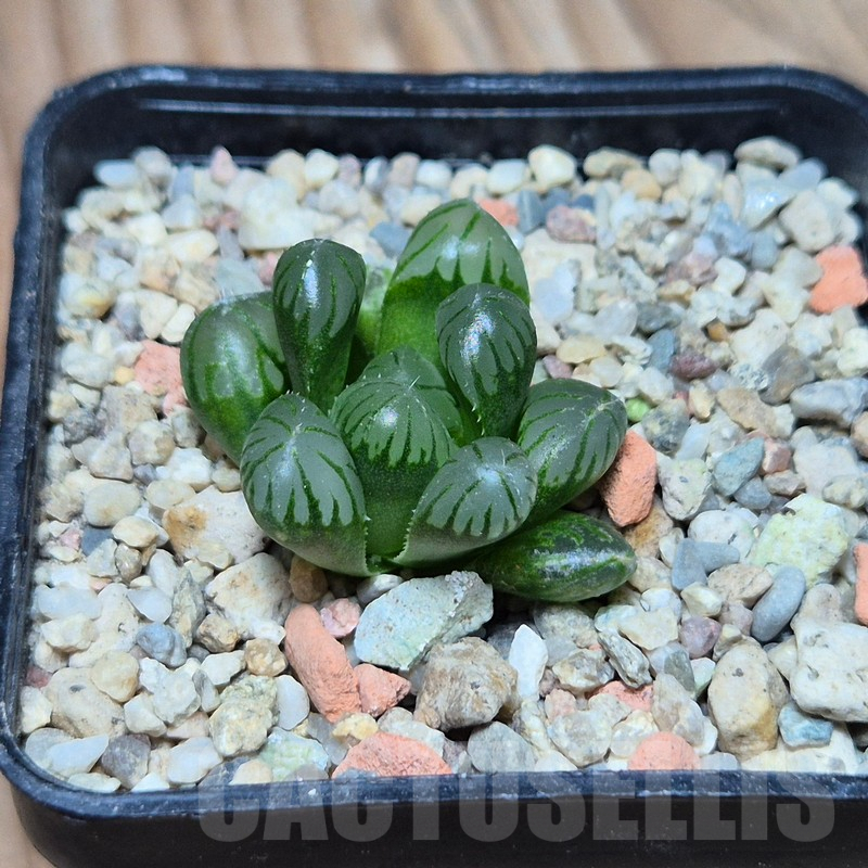 VVG602 Haworthia obtusa ‘Purple Dodson’ - Image 3