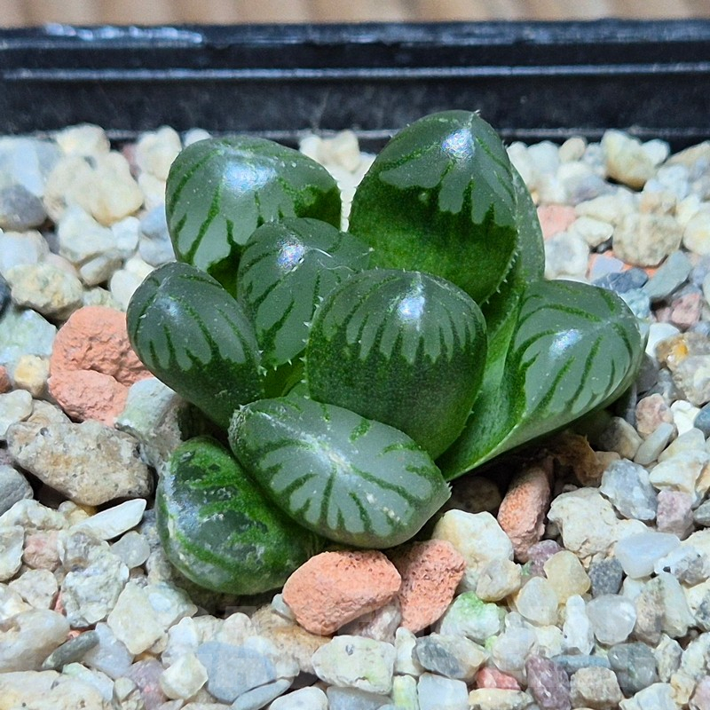 VVG602 Haworthia obtusa ‘Purple Dodson’ - Image 2