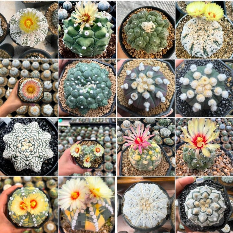 LOT803 20 SEEDS Astrophytum asterias hybrid mix -Tailand-   2024