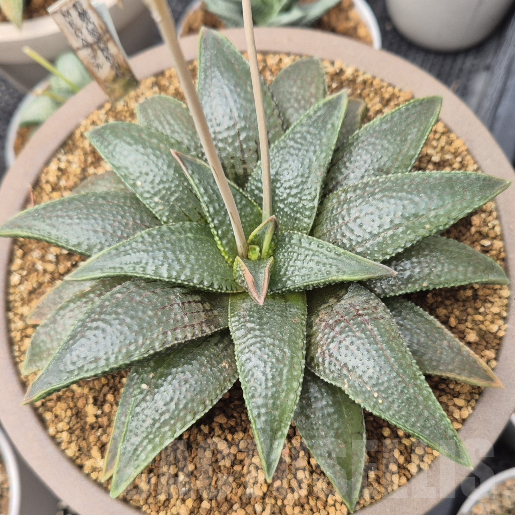SHPR35761 Haworthia koelmaniorum 'MEGA'