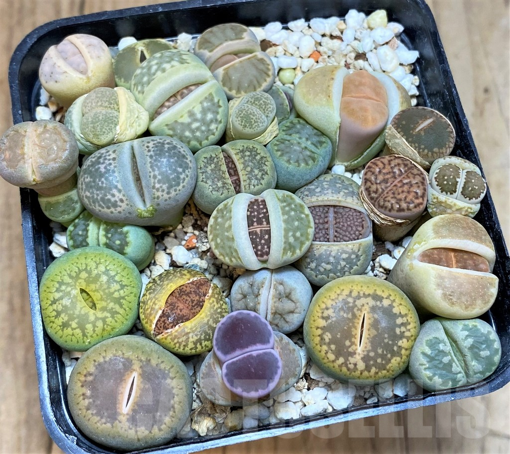 SH3724 Lithops mix