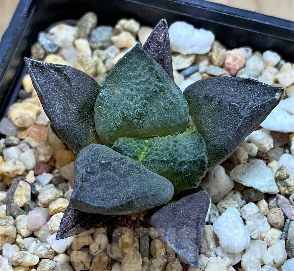 SH3930 Ariocarpus lloydii hybrid - Obrázek 2