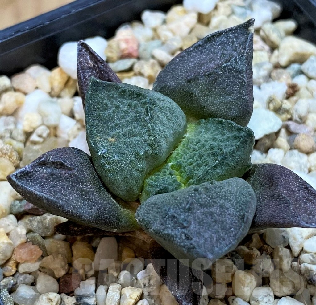 SH3930 Ariocarpus lloydii hybrid