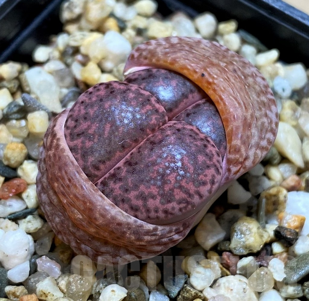SH3949 Lithops bromfieldii ‘Embers’ C393A