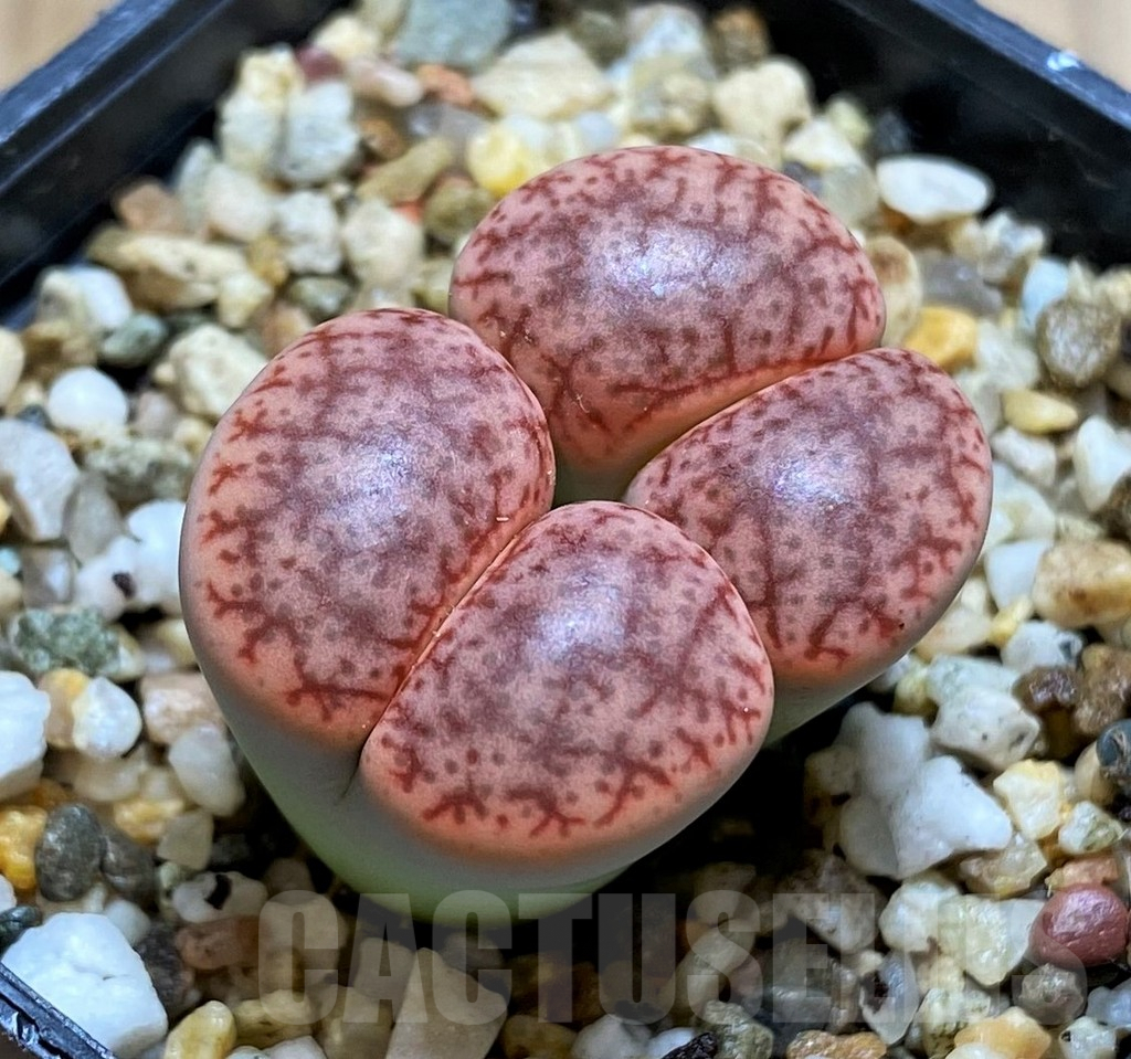 SH3945 Lithops pseudotruncatella v.dendritica