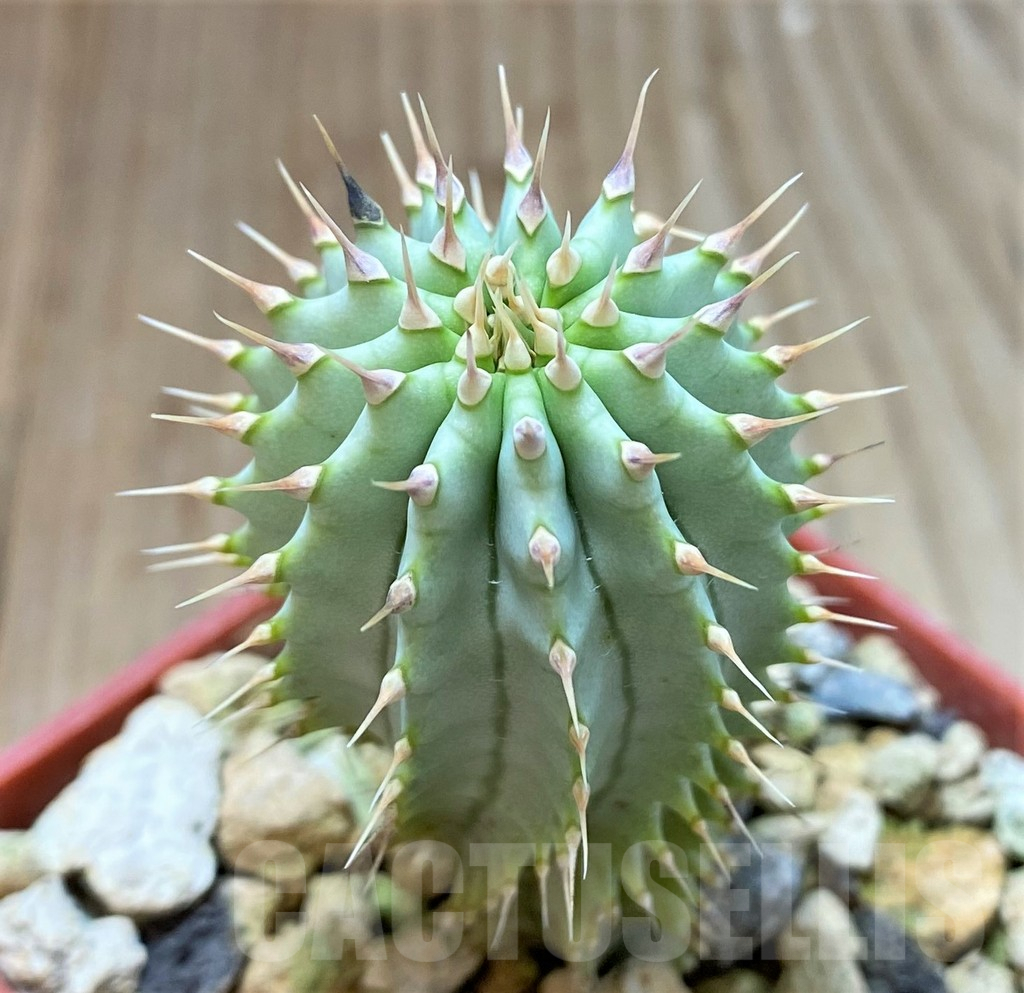 SH3925 Hoodia gordonii