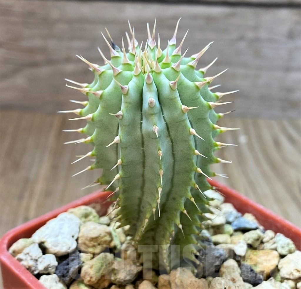SH3925 Hoodia gordonii - immagine 2