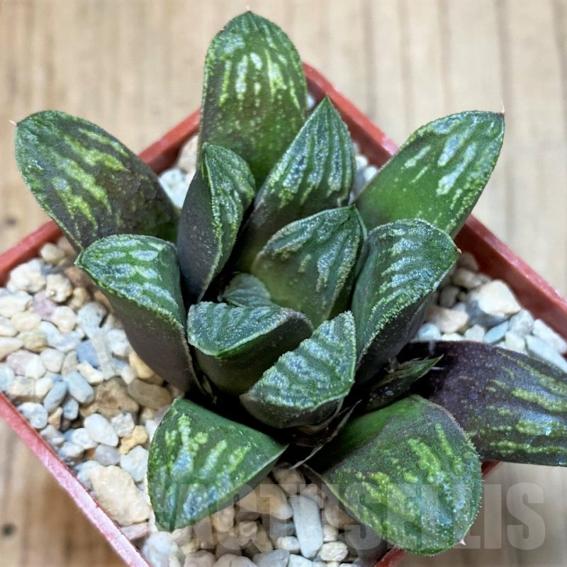 SH4002 Haworthia splendens x truncata