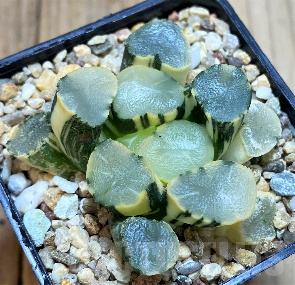 SH4158 Haworthia maughani f. variegata - Зображення 3
