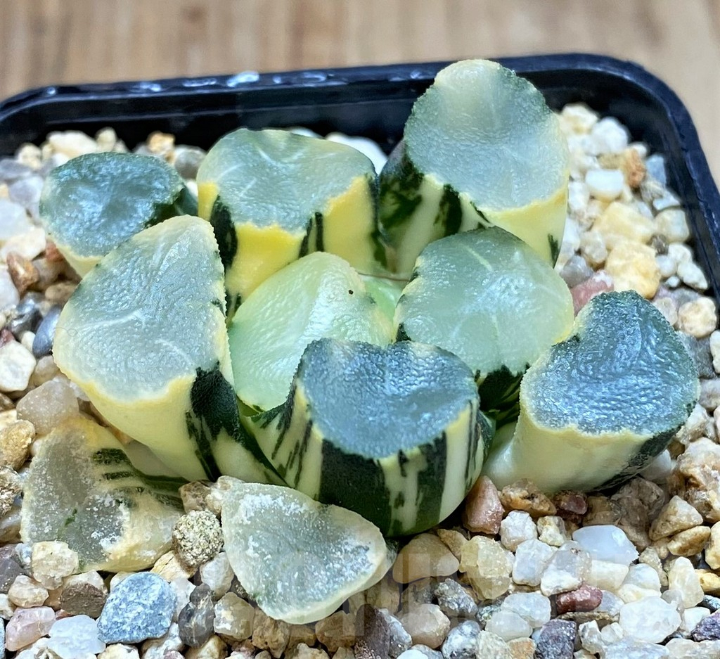 SH4158 Haworthia maughani f. variegata