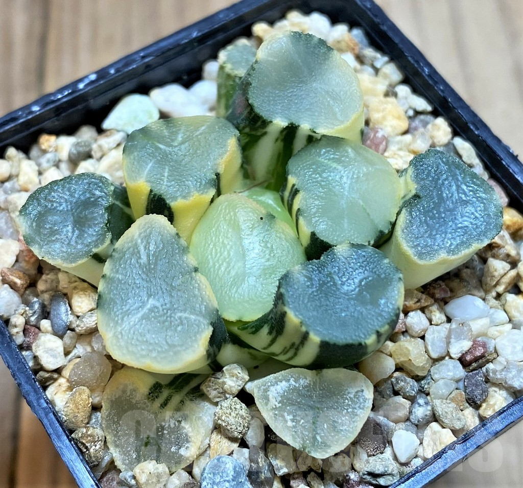 SH4158 Haworthia maughani f. variegata - Зображення 2