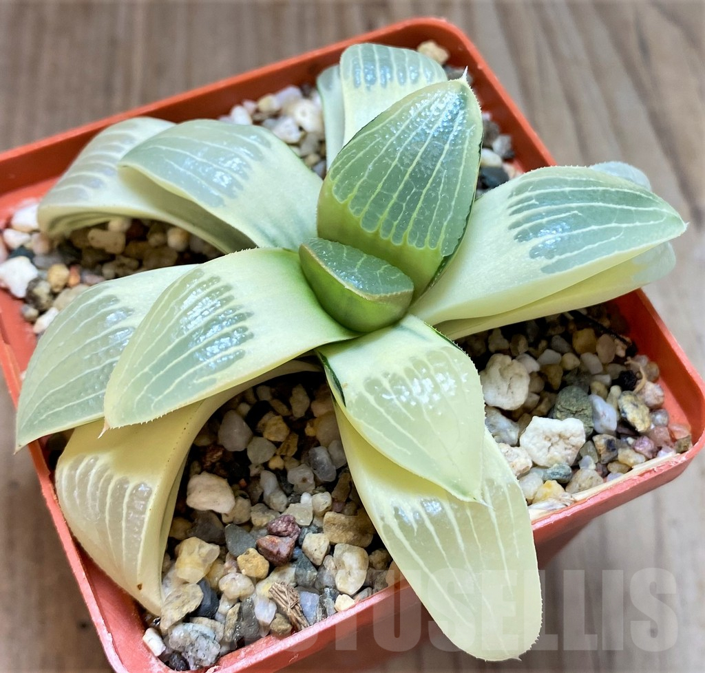 SH4159 Haworthia springbokvlakensis x bayeri f. variegata - Зображення 3