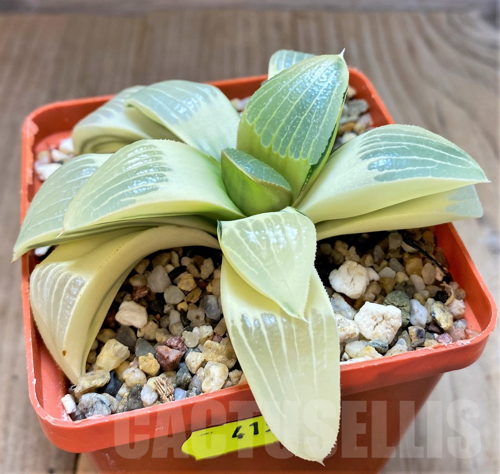SH4159 Haworthia springbokvlakensis x bayeri f. variegata - Зображення 2