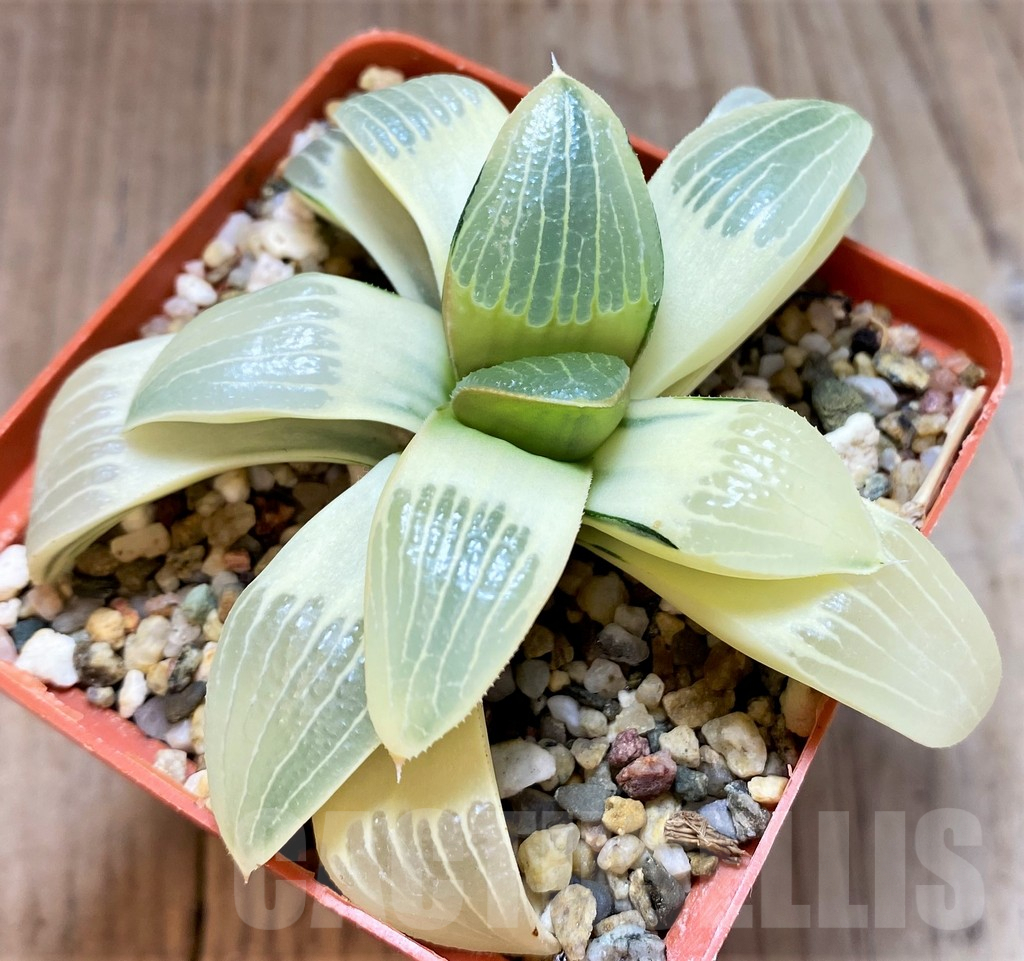 SH4159 Haworthia springbokvlakensis x bayeri f. variegata