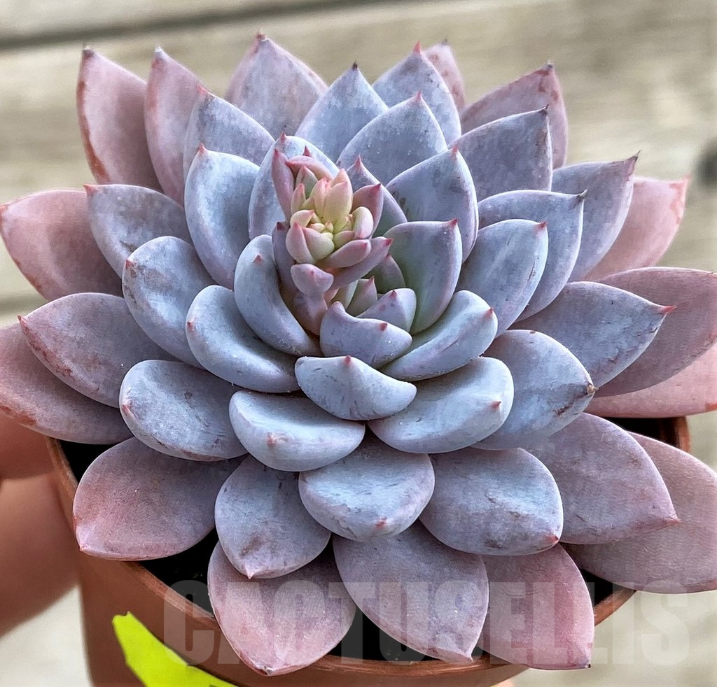 SHND3332 Graptoveria 'Lulu'