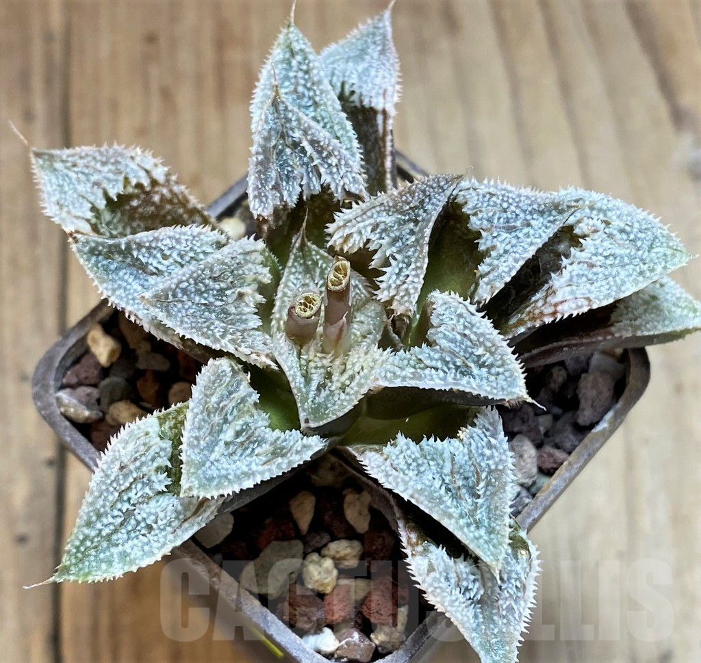 SH3370 Haworthia ’La vie rose’ HKCX 12 Cactus Nishi ex Japan - Image 2