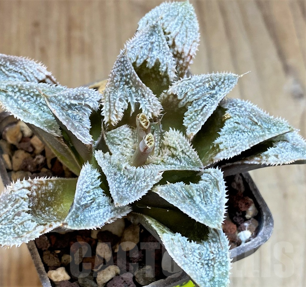 SH3370 Haworthia ’La vie rose’ HKCX 12 Cactus Nishi ex Japan