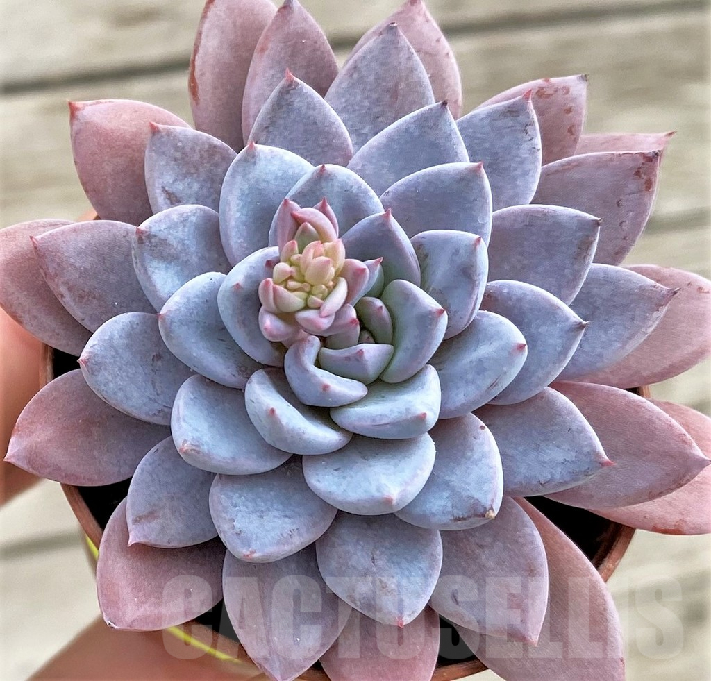 SHND3332 Graptoveria 'Lulu' - Imagen 2