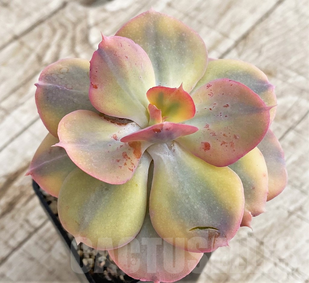 SH3333 Echeveria 'Dick Wright' f. variegata – Bild 3