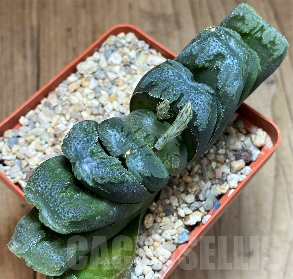 SH3380 Haworthia truncata hybrid - Obrázek 2