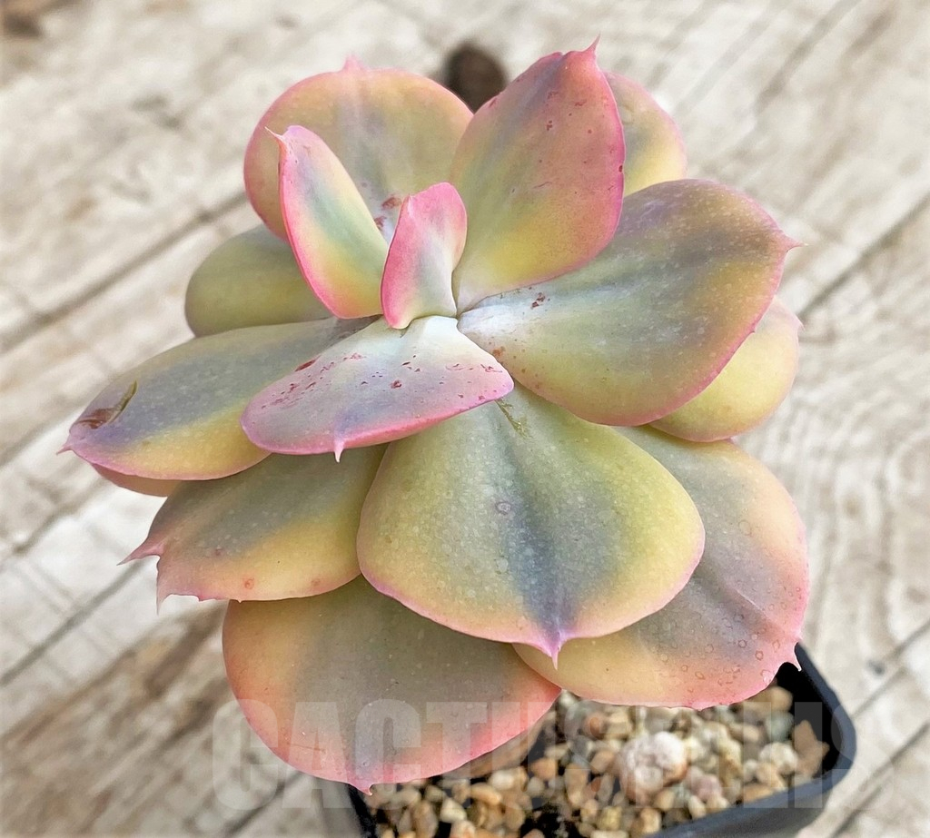SH3333 Echeveria 'Dick Wright' f. variegata – Bild 2