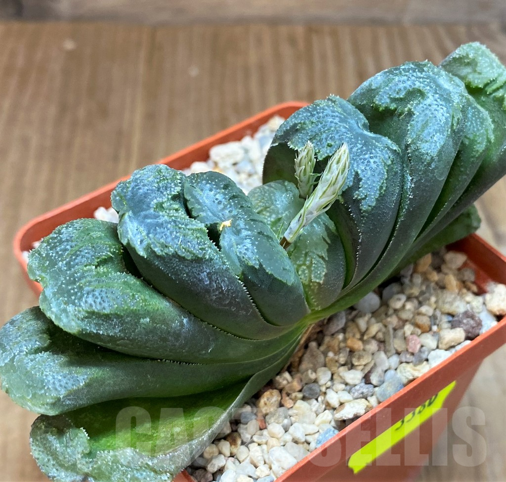 SH3380 Haworthia truncata hybrid