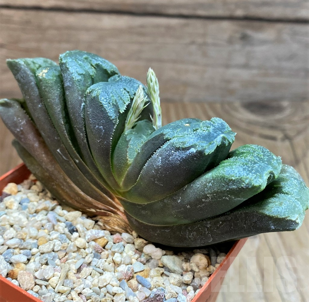 SH3380 Haworthia truncata hybrid - Obrázek 3