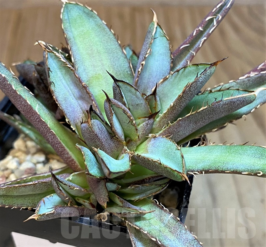 SH4708 Agave titanota f. cristata