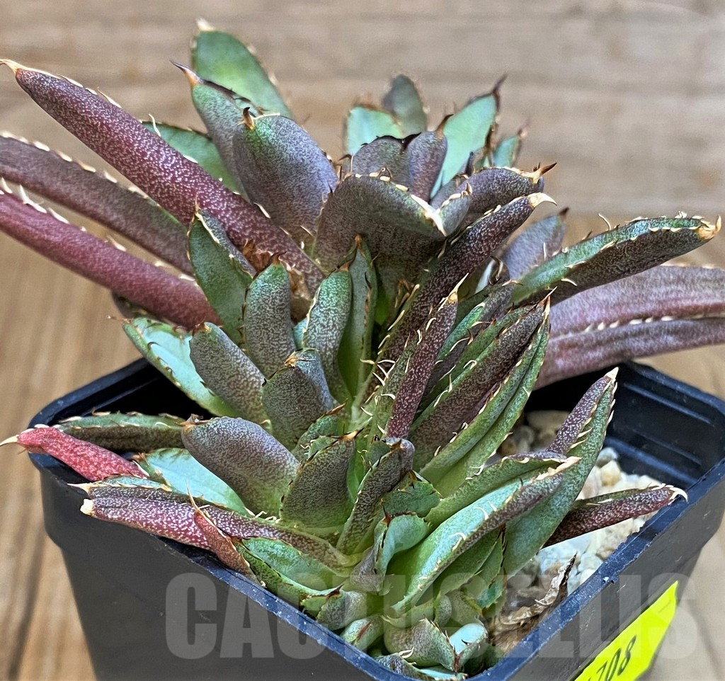 SH4708 Agave titanota f. cristata - Image 2