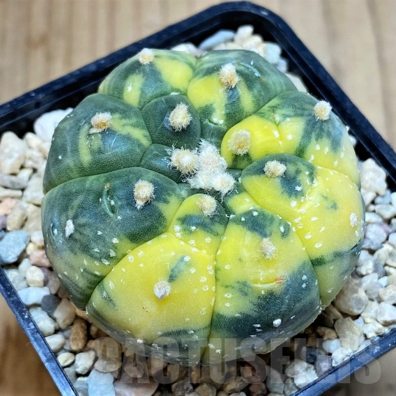 SH4956 Astrophytum asterias ‘Kikko’ f. variegata