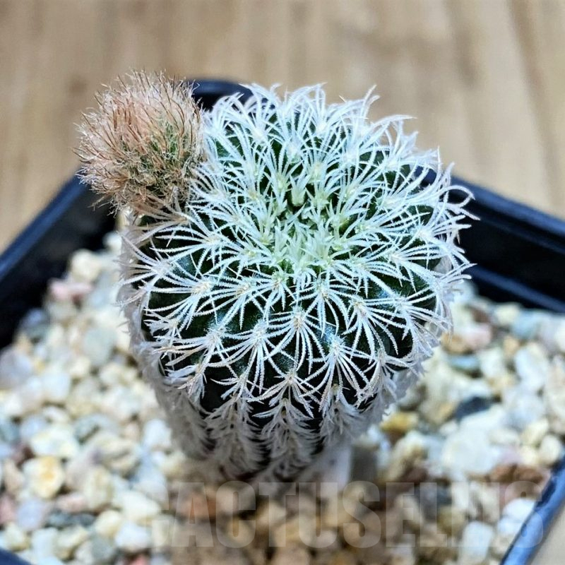 SH4968 Frailea densispina