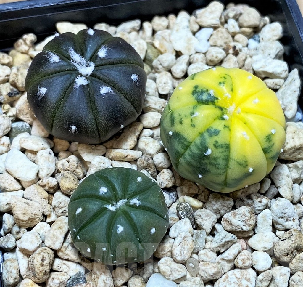 SH4971 Astrophytum asterias mix