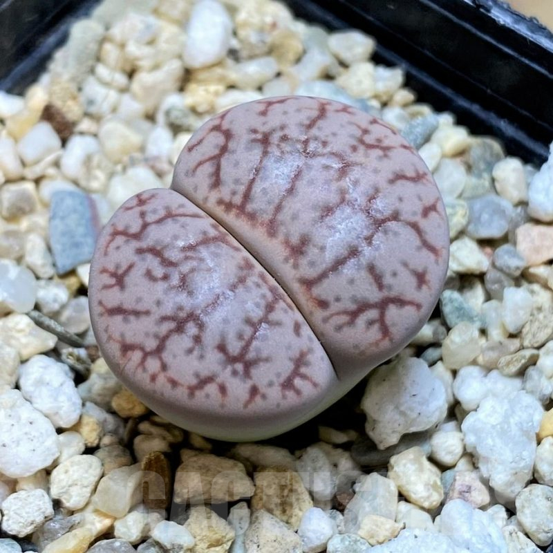 SH5072 Lithops pseudotruncatella