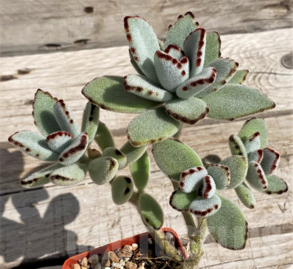 SH5661 Kalanchoe tomentosa