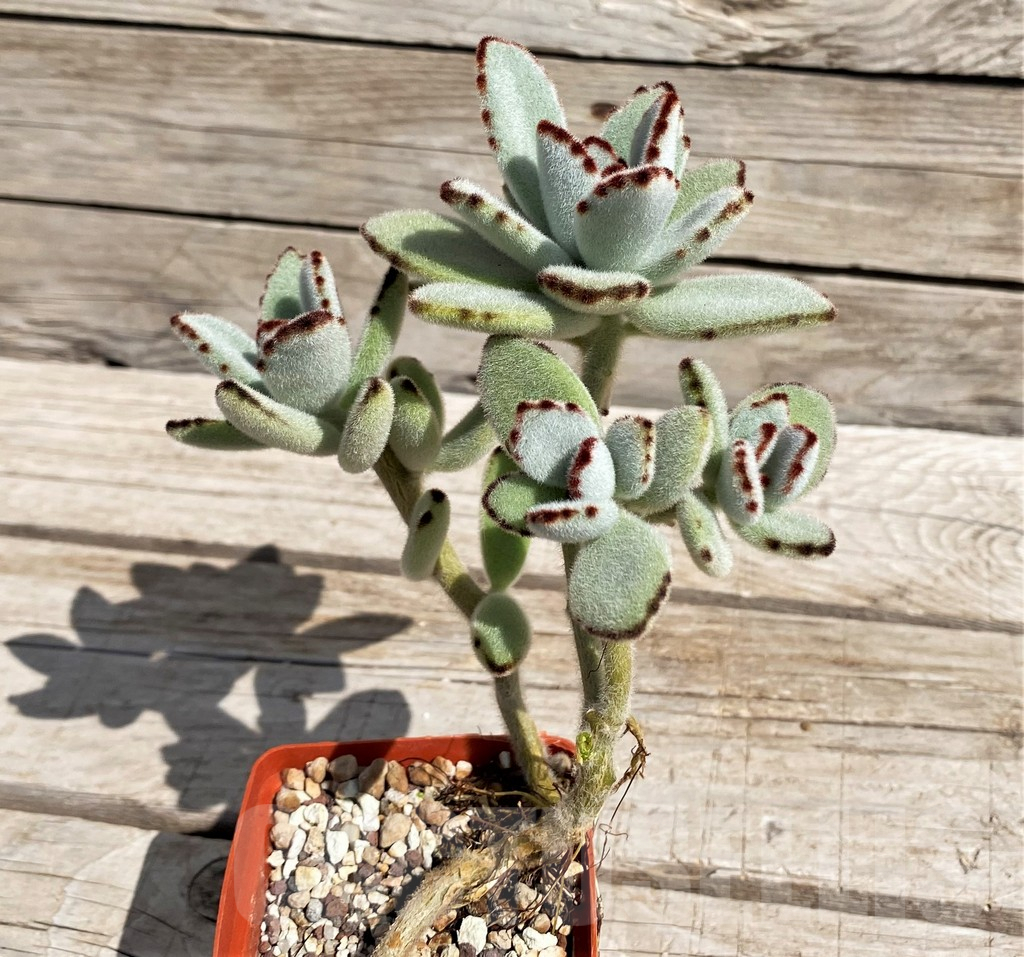SH5661 Kalanchoe tomentosa - immagine 2