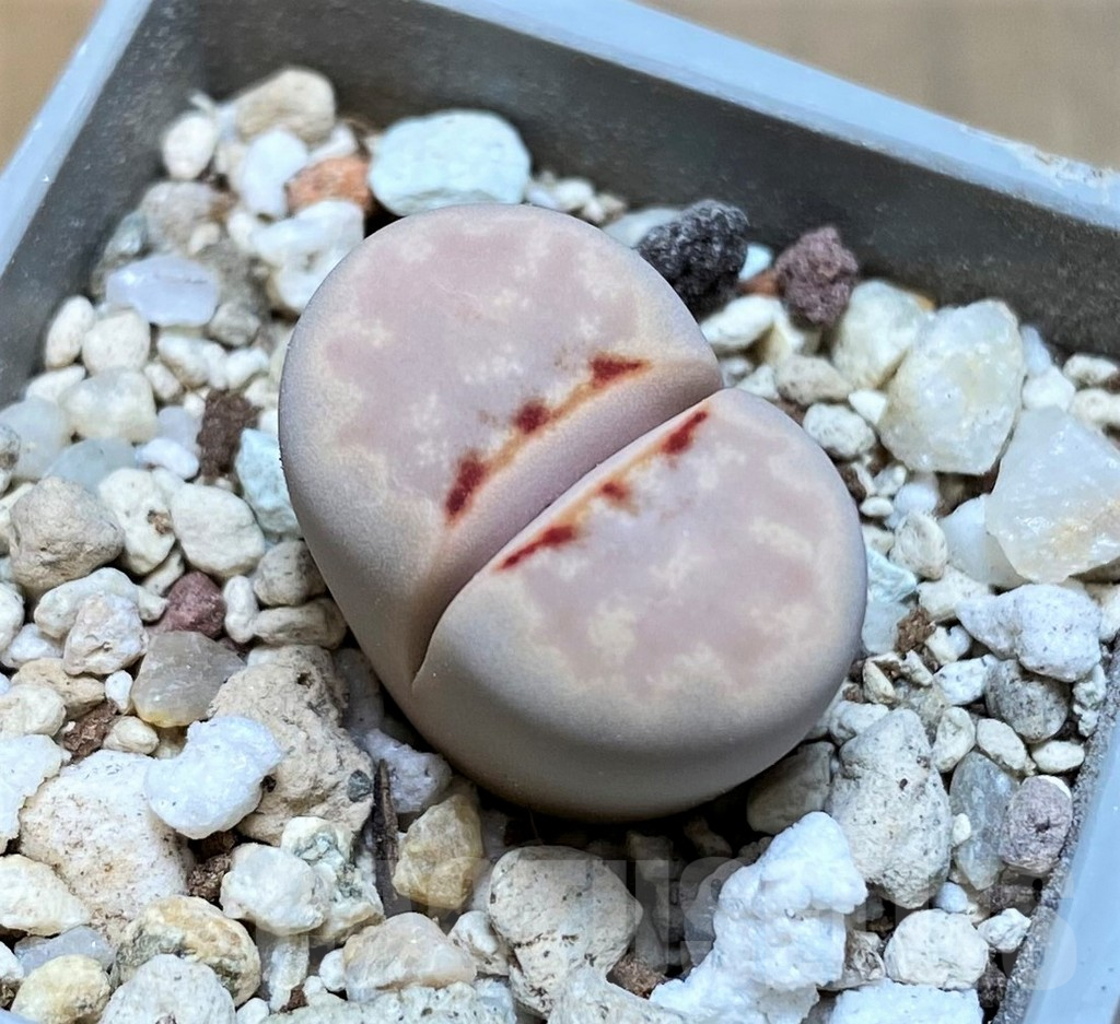 SH6992 Lithops julii 'Hot Lips'