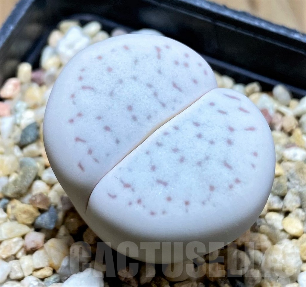 SH9858 Dinteranthus vanzylii